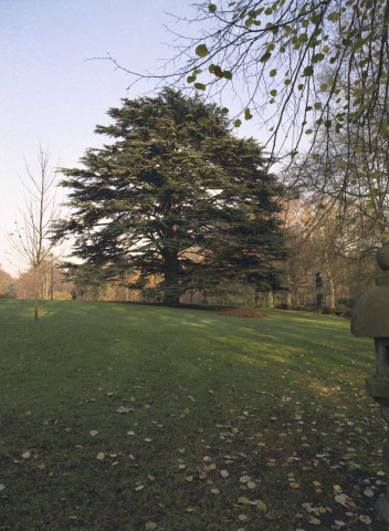 Morlanwelz. Cèdre du Liban du parc de Mariemont.