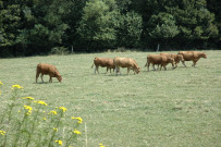 Eghezée. Ancienne ligne SNCB 142.