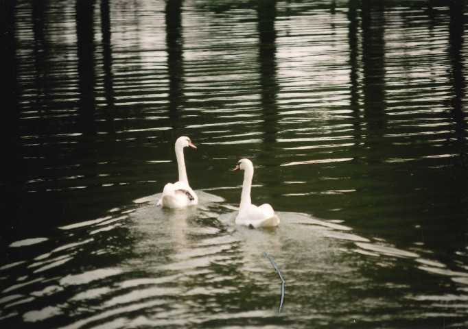 Visé. Lixhe. La nature au fil de l'eau.