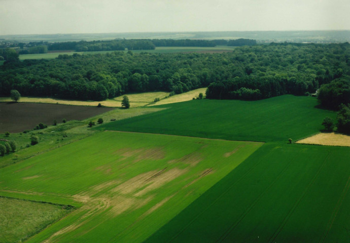 Ham-sur-Heure-Nalinnes. Bois de Baconval.